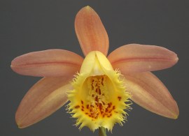 pleione caparro